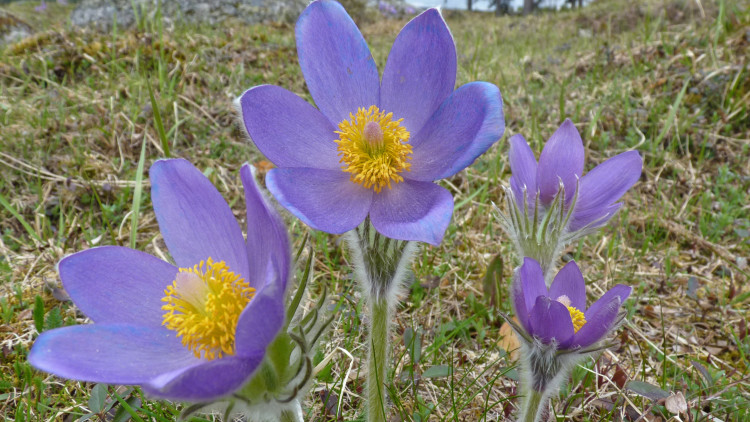 Fyra lila blommor med gula pistiller.