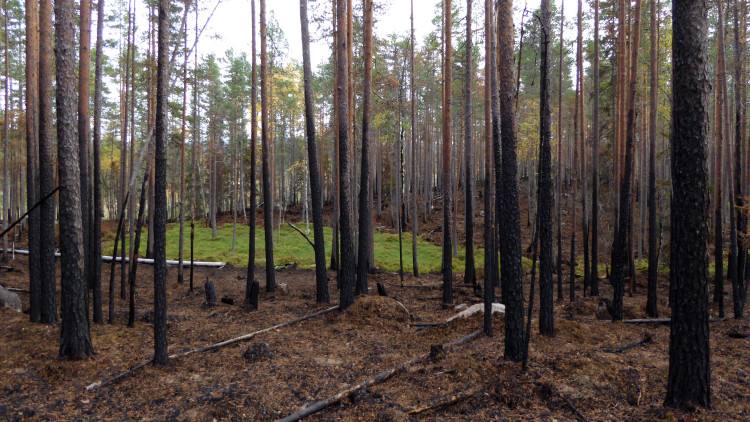 Grön yta bland bränd skog.