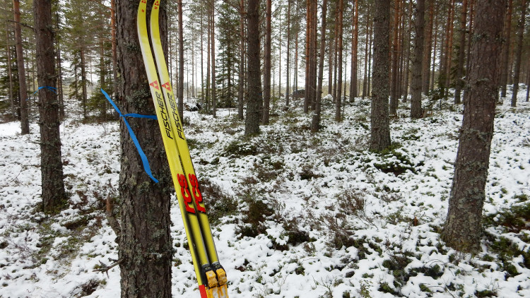 Gula skidor lutade mot en trädstam.