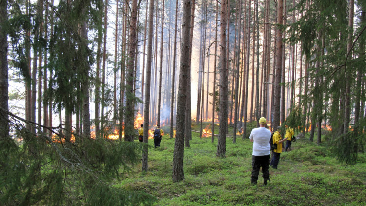 Grupp emd människor utspridda i skog. Eld i bakgrunden.