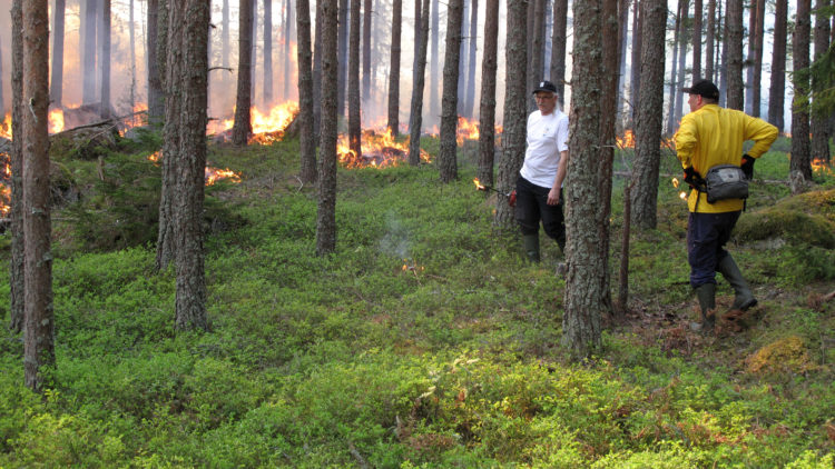 Grupp med människor i skog där det brinner i bakgrunden.