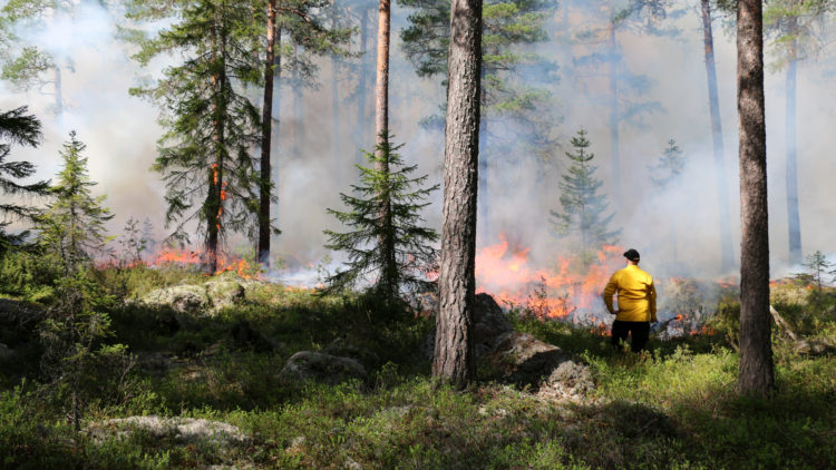 Man i gul sjkorta håller en röd brännkanna och blickar ut över låga lågor längs marken.