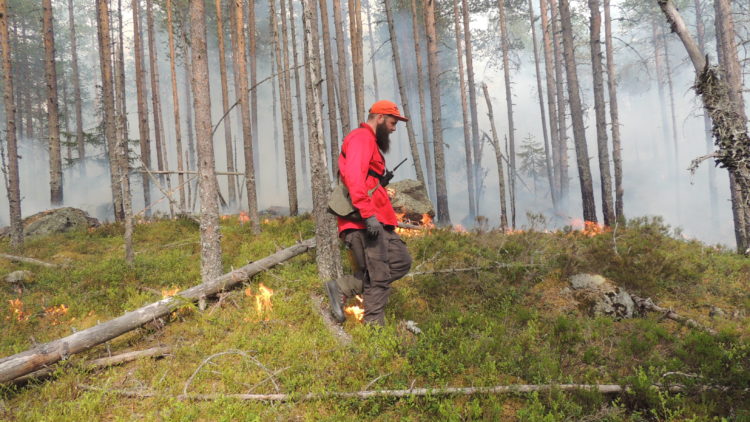 En man i röd skjorta och kepr går i skog och droppar eld från eldkanna.
