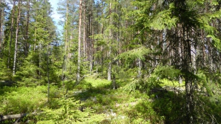 Grön och tät skog.