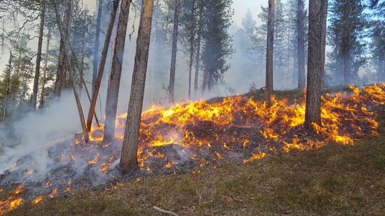 Tydliga låga lågor av eld bland trädstammar.