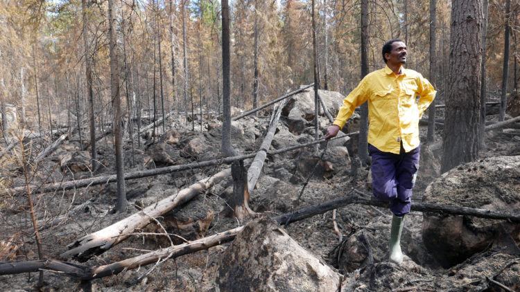 En man i gulskjorta lutar sig mor brända träd som ligger på marken.