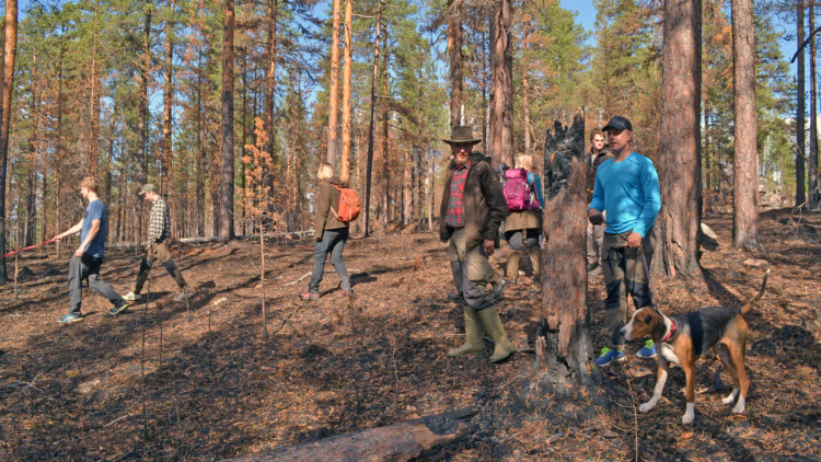 Ett tioatal människor och en brun-svart hud går genom soligt skogslandskap.