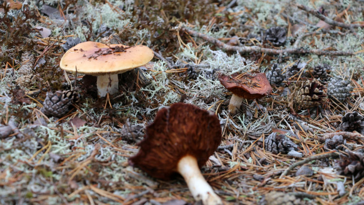 Tre svampar, en ligger på marken.