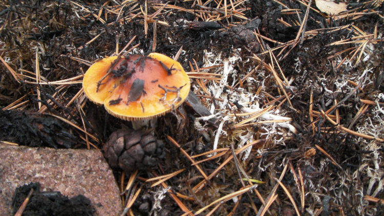 En gul svamp bland vitmossa och bruna barr.