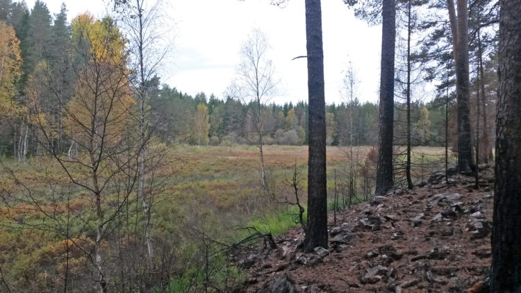 Brända stammar vid myrkant.