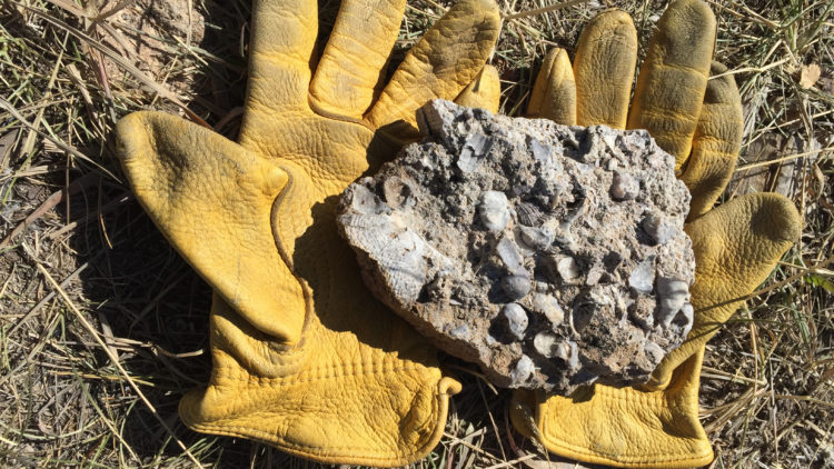 På gula handskar ligger en bit sten med fossiler.