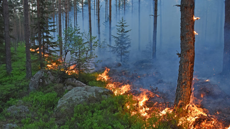 En linje av eld skär igenom skogen.
