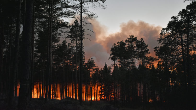 Eldsken bland trädstammar i solnedgång.