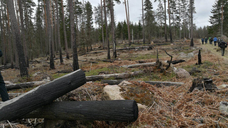 En grupp männinskor går på en skogsvag i brännd skog. Sotiga trädstammar ligger på marken.