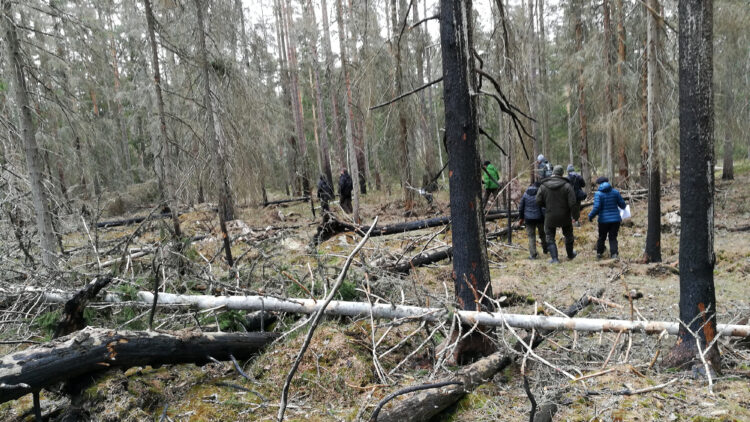 En grupp männinskor går igenom skog med brända träd.