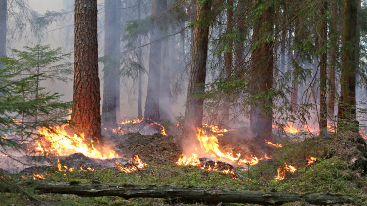 Eld som brinner med låga lågor bland gran- och tallstammar.