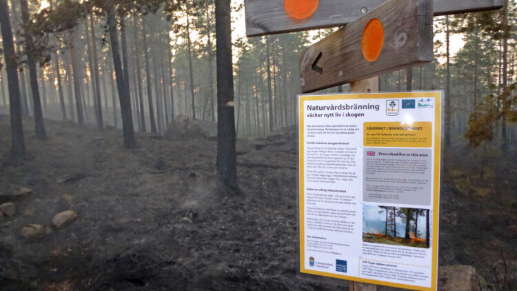Informationstavla på ledstolpar i bränd skog.
