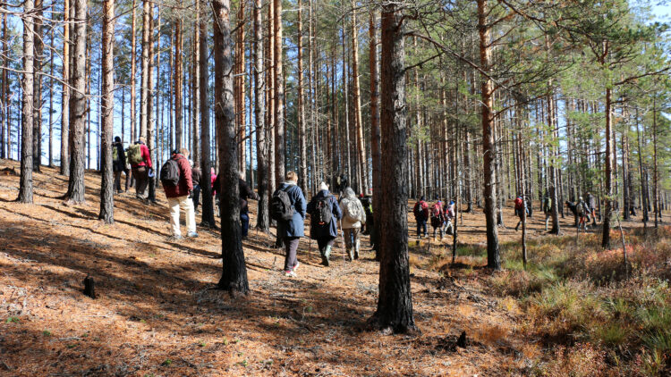 En grupp männinskor går genom en solig skog där trädstammarna är svarta längst mot marken.