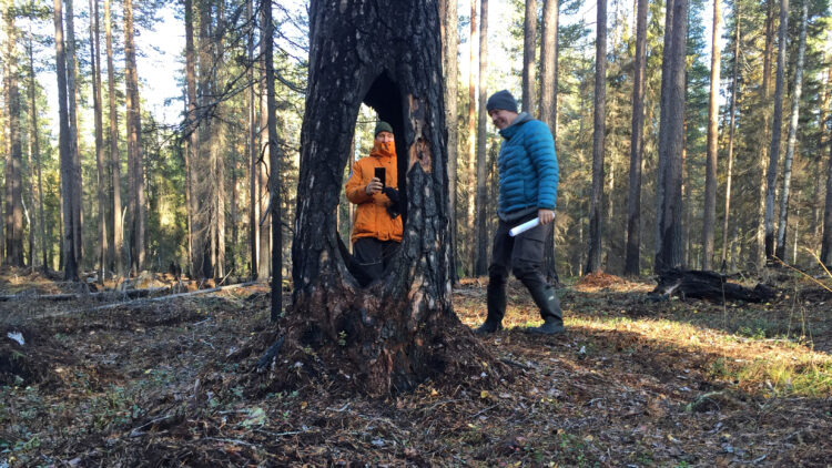 Träd med mansstort hål igenom stammen. En kvinna med orange jacka syns i hålet. En man med blå jacka står bredvid.