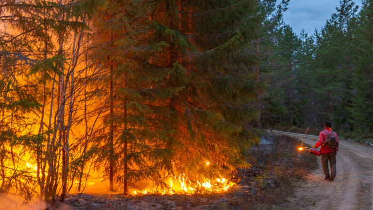 En mani röd skjorta och eldkanna i handen går längs en skogsväg. Granar brinner med hög intensitet på sidan av vägen.