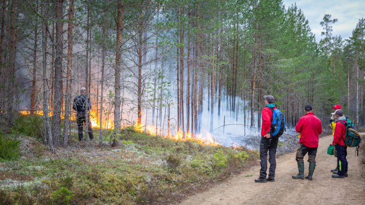 Fyra personer står på en skogsväg och iaktar eld i skogsslänt. En person står i slänten nära elden.